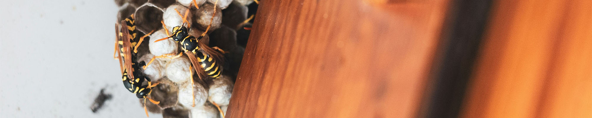 Unique Lawn Care, Fertilization & Pest Control